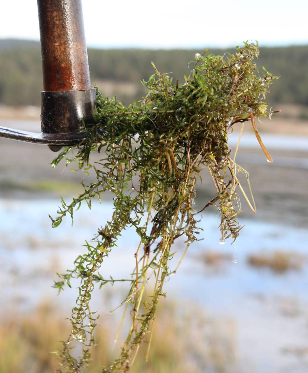 İstilacı yabancılar o kentte tabiat parkını ele geçirdi! Potansiyeli tahmin edilenden fazla 4